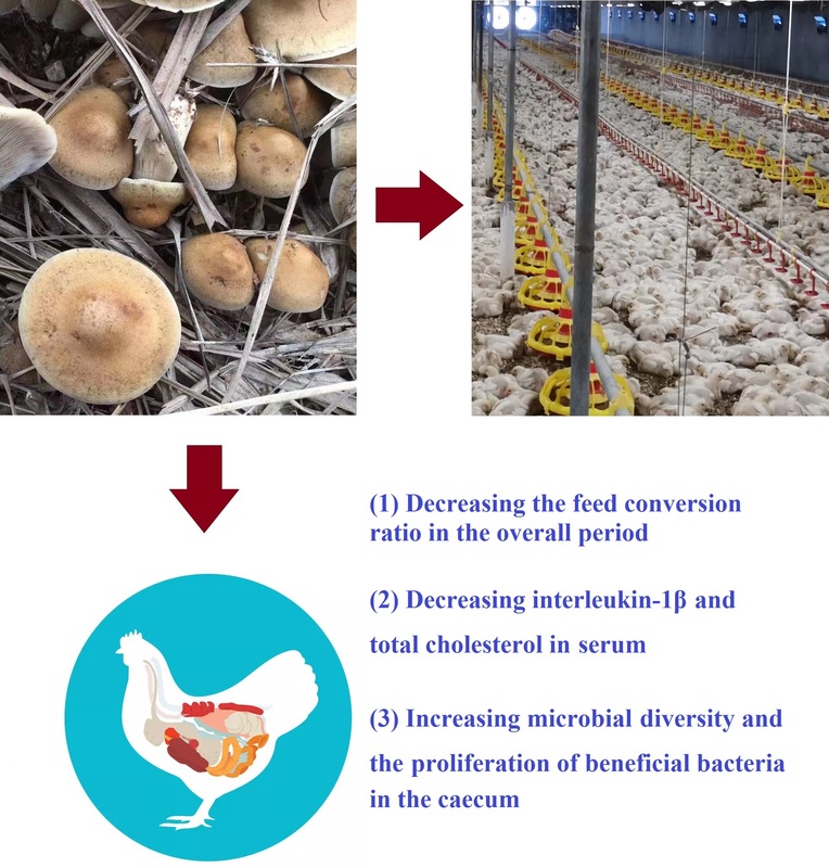 Dietary modulation of gut microflora in broiler chickens: a review